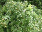 Preview: Weißdorn Crataegus monogyna