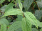 Preview: Blatt Rosen Deutzie Deutzia hybrida Mont Rose