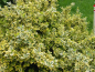 Preview: Euonymus fortunei "Emerald'n Gold" - (Gelbbunte Kriechspindel),