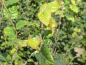 Preview: Fagus sylvatica - (Rotbuche),