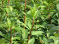 Preview: blatt Forsythia Lynwood Forsythie
