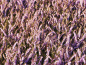 Preview: Erica darleyensis "George Rendall" - (Winterblühende Heide "George Rendall"),