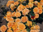 Preview: Rosa Goldelse ®