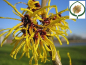 Preview: Hamamelis interm. Barmstedt's Gold - Zaubernuss Barmstedt's Gold