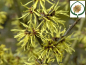 Preview: Hamamelis interm. "Angelly" - Zaubernuss "Angelly