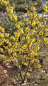 Preview: Hamamelis interm. Barmstedt's Gold - Zaubernuss Barmstedt's Gold