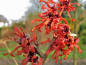 Preview: Hamamelis interm. Diane - Zaubernuss Diane