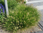 Preview: winterhartes graten ziergras Pennisetum alopecuroides Hameln