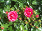 Preview: Rose Heidetraum ®