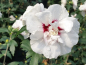 Preview: Rosen-Eibisch "Speciosus" - Hibiscus syriacus "Speciosus"