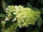 Preview: weiße blüte Hydrangea paniculata Grandiflora Rispenhortensie