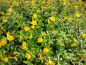 Preview: Blüte Großblumiges Johanniskraut Hypericum Hidcote