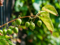 Preview: Actinidia arguta "Issai" - (Kiwi "Issai"),