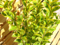 Preview: Goldliguster - Ligustrum ovalifolium Aureum