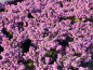 Preview: Erica carnea "Lohses Rubin" - (Echte Heide "Lohses Rubin"),
