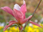 Preview: Magnolie Daybreak - Magnolia Daybreak