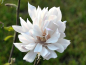 Preview: Magnolia stellata "Chrysanthemumiflora" - (Sternmagnolie "Chryanthemumiflora"),