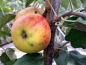 Preview: Malus Elstar ® Apfel