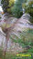 Preview: winterhartes ziergras Miscanthus sinensis Kleine Fontäne