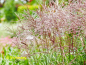 Preview: Miscanthus sinensis Ferner Osten