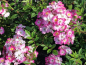 Preview: Rose Mozart