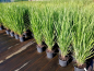Preview: Panicum virgatum "Northwind" - (Riesen-Rutenhirse "Northwind"),