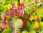 Preview: Selbstklimmender wilder Wein