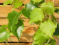 Preview: Selbstklimmender wilder Wein