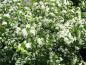 Preview: Glanzblattmispel - Photinia villosa