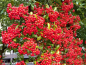 Preview: Pyracantha "Red Column" - (Feuerdorn "Red Column"),