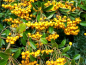 Preview: Pyracantha Soleil d'Or Blüte