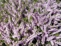 Preview: Calluna vulgaris "Radnor" - (Besenheide "Radnor"),