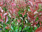 Preview: Photinia fraseri  Red Robin Rote Glanzmispel