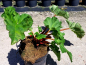 Preview: Rheum rhabarbarum "Holsteiner Blut" - (Rhabarber "Holsteiner Blut"),