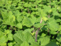 Preview: Ribes sanguineum "King Edward VII" - (Blutjohannisbeere),
