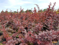 Preview: Berberis thunbergii Atropurpurea