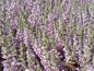Preview: Calluna vulgaris "Silver Knight" - (Besenheide "Silver Knight"),