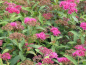Preview: Blüte Rote Sommerspiere