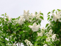 Preview: weiße blüten edelflieder Syringa vulgaris Mme Lemoine