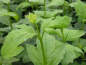Preview: blatt Viburnum opulus Roseum Gefüllter Schneeball