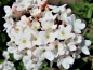 Preview: Koreanischer Schneeball - Viburnum carlesii