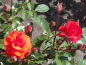 Preview: Rose Westpoint ®