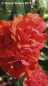 Preview: Rose Westpoint ®