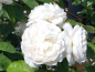 Preview: Rosa "Winchester Cathedral"™ *Auscat* - (Engl. Strauchrose "Winchester Cathedral"™),