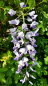 Preview: blaue Blüten chinesischer Blauregen Wisteria sinensis