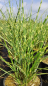 Preview: Miscanthus sinensis "Strictus" - (Garten- Chinaschilf "Strictus"/ Zebraschilf),
