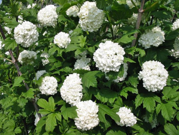 Blüte Viburnum opulus Roseum Gefüllter Schneeball