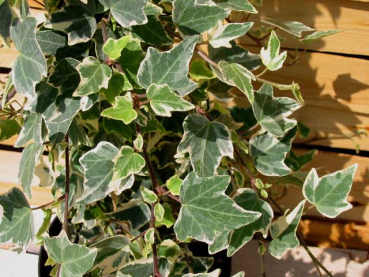 Hedera helix Glacier silberner weißbunter grünbunter efeu