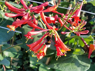 Lonicera "Dropmore Scarlet" - (Geißblatt),