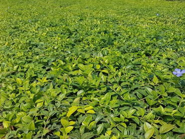 Vinca minor - Kleinblättriges Immergrün